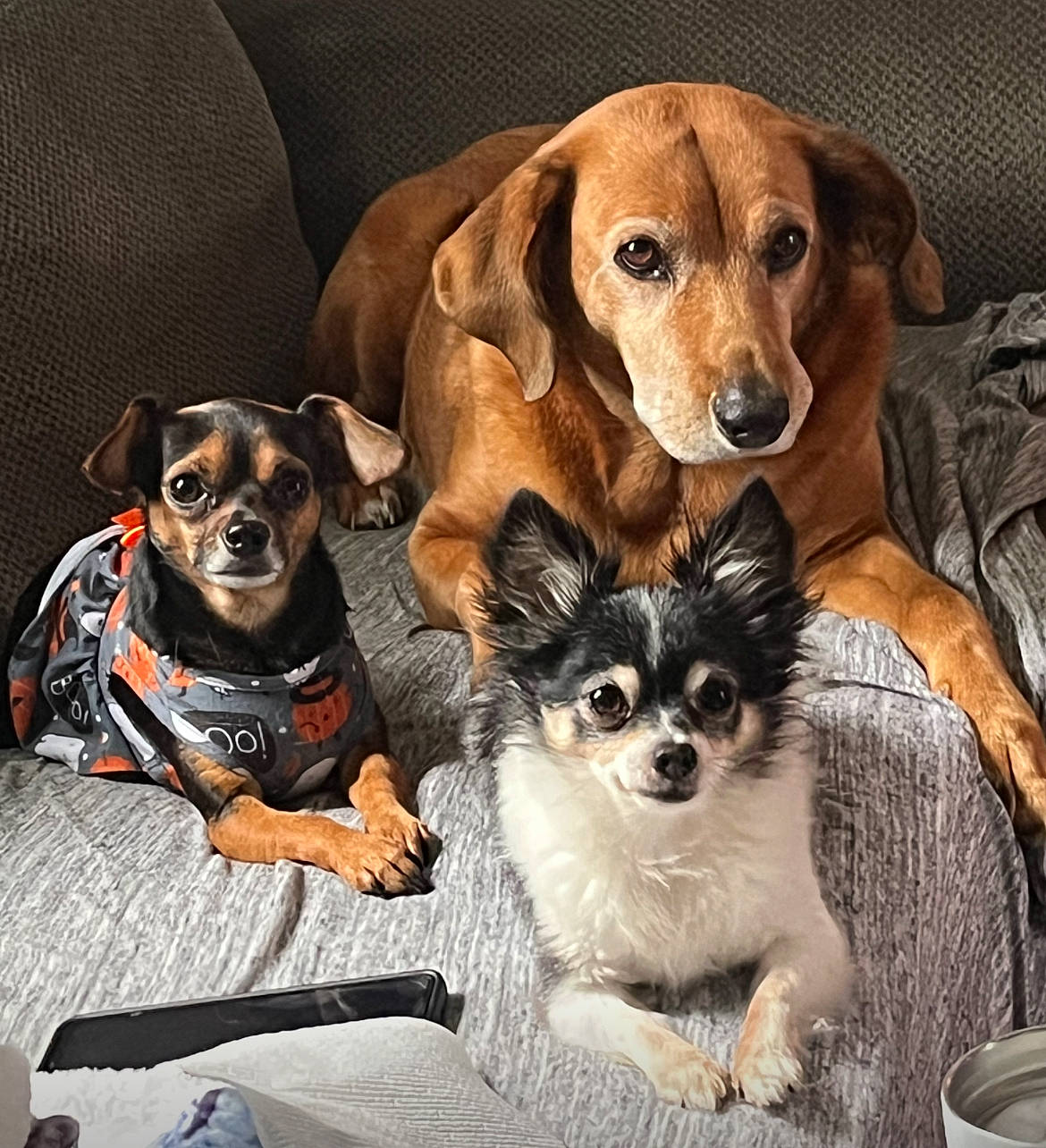 Chiko joined the competition — help win amazing prizes! canidae, carnivore, comfort, companion_dog, dog, dog_breed, dog_supply, fashion_accessory, fawn, fur, liver, paw, pet_supply, puppy, snout, sporting_group, terrestrial_animal, toy_dog, whiskers, working_animal