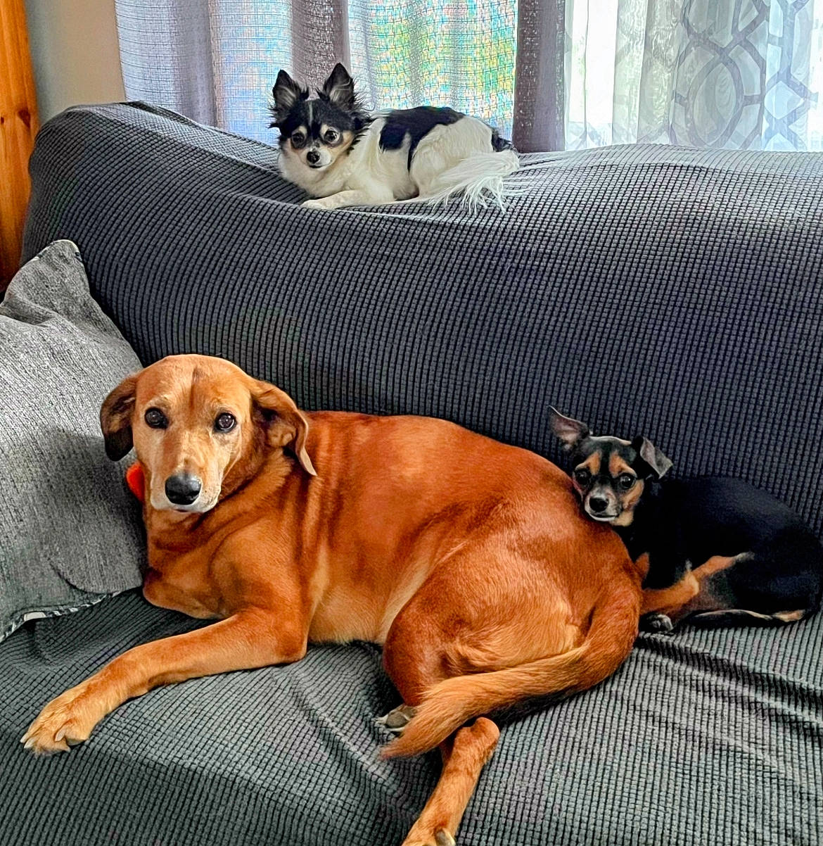 Chiko is registered to the contest to win money with this photo: canidae, carnivore, comfort, companion_dog, couch, dog, dog_breed, dog_supply, fawn, hardwood, hound, liver, mammal, paw, pet_supply, snout, sporting_group, tail, vertebrate, working_animal