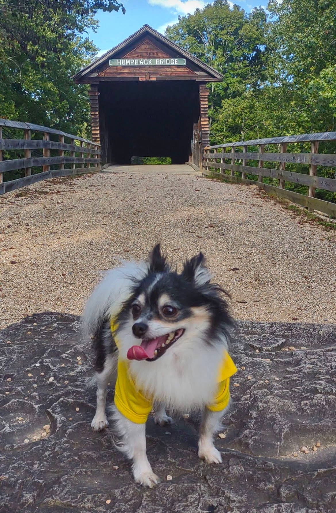 Chiko joined the competition — help win amazing prizes! canidae, carnivore, cloud, companion_dog, dog, dog_breed, fence, fur, grass, herding_dog, landscape, plant, sky, snout, soil, sporting_group, terrestrial_animal, tree, working_animal, working_dog