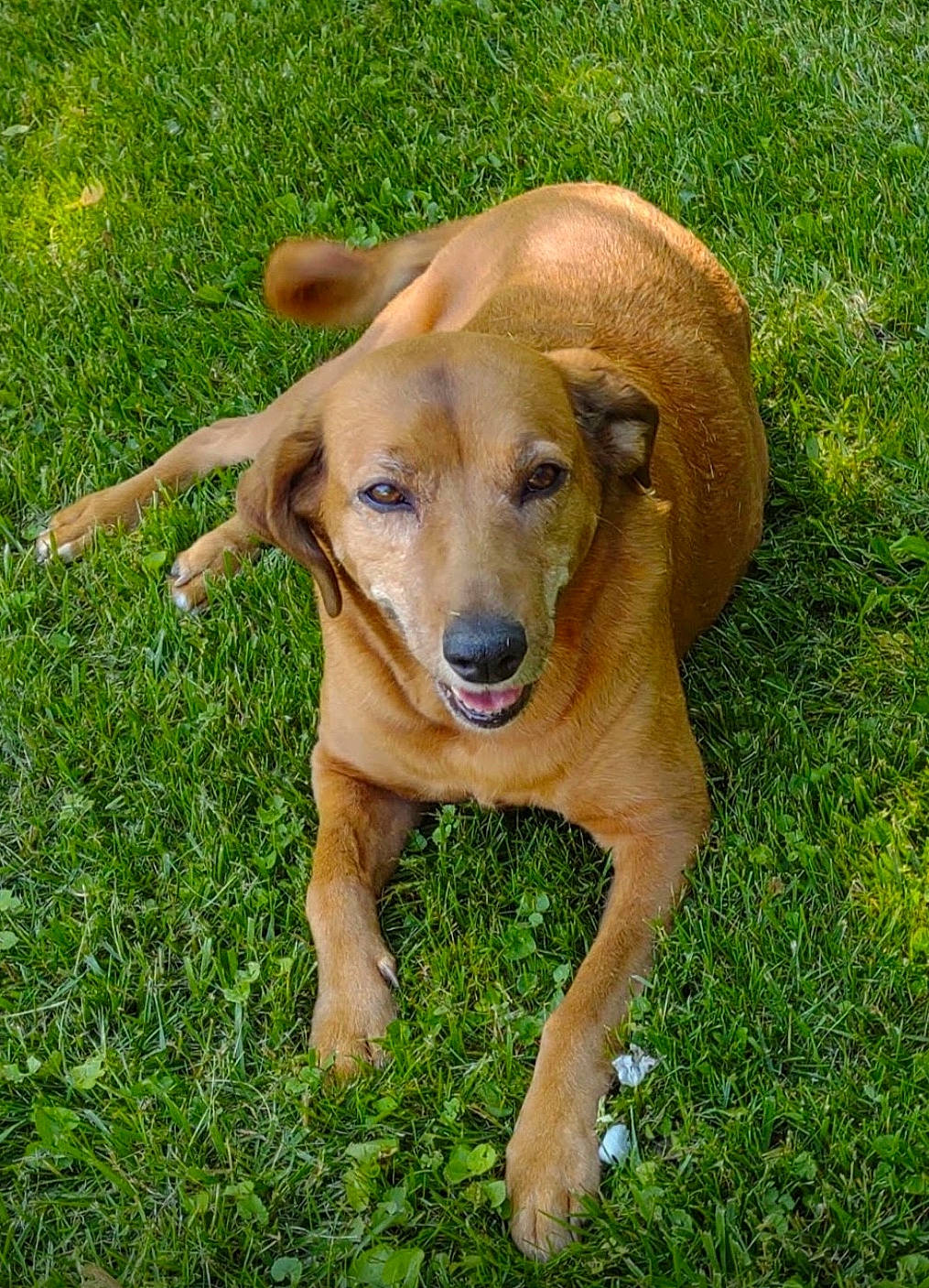 Daisy is registered to the contest to win money with this photo: canidae, carnivore, companion_dog, dog, dog_breed, fawn, grass, grassland, groundcover, liver, paw, plant, snout, sporting_group, tail, terrestrial_animal, whiskers, wildlife, working_animal, working_dog