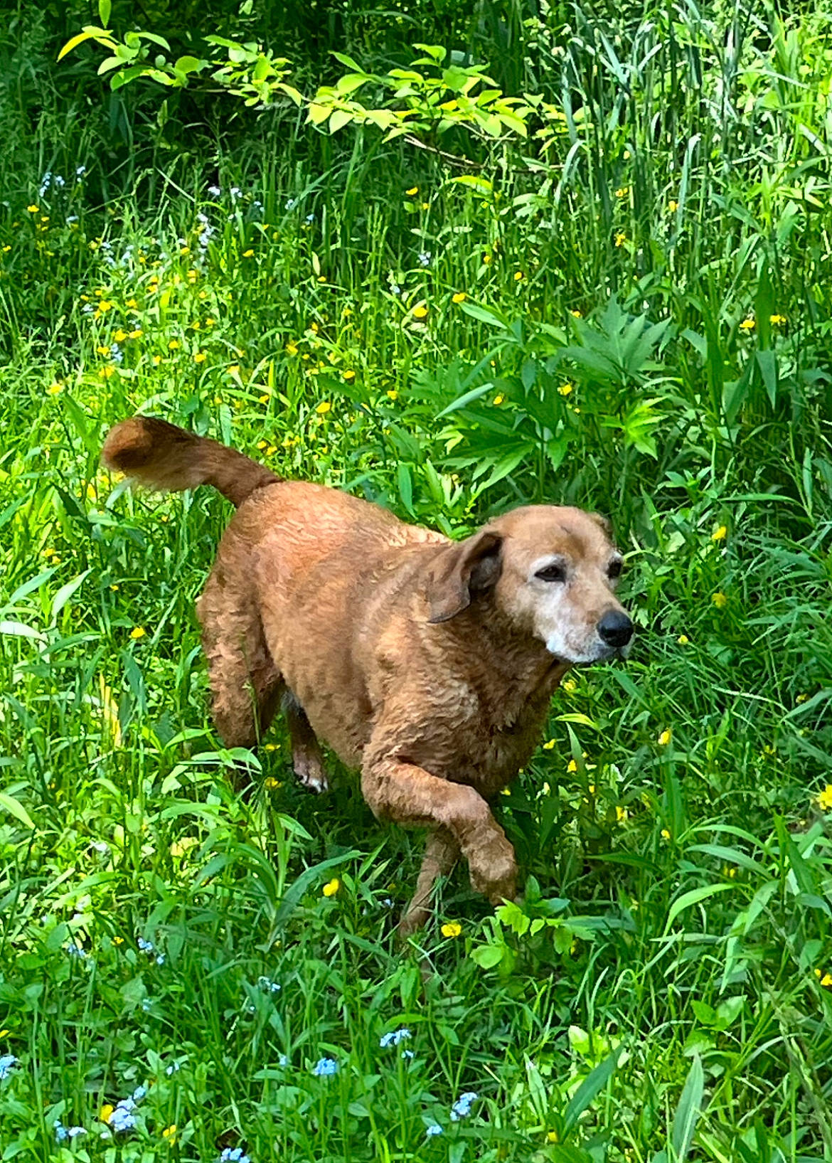 Daisy is registered to the contest to win money with this photo: canidae, carnivore, companion_dog, dog, dog_breed, fawn, grass, grassland, groundcover, gun_dog, liver, plant, retriever, shrub, snout, sporting_group, tail, terrestrial_animal, working_animal, working_terrier