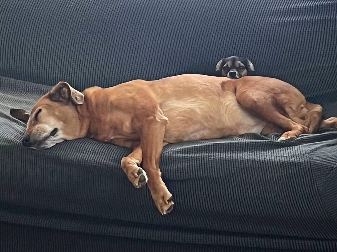 Daisy joined the competition — help win amazing prizes! ancient_dog_breeds, art, canidae, carnivore, comfort, companion_dog, dog, dog_breed, fawn, liver, metal, non_sporting_group, paw, snout, sporting_group, tail, terrestrial_animal, toy_dog, wildlife, working_animal