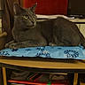 Sweety a rejoint le concours — aidez-le/la à gagner de superbes lots ! animal, blue_cushion, cat, cozy, cushion, domestic_cat, ears, eyes, fur, furniture, gray_cat, indoor, papers, pet, red_background, relaxed, resting, snowflake_pattern, table, wooden_desk