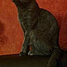 animal, calm, cat, couch, domestic_cat, feline, fur, furniture, gray_cat, household, indoor, looking_away, orange_wall, pet, portrait, side_view, sitting, tail, texture, wall