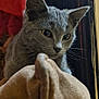 cat, gray_cat, indoor, cushion, furniture, red_wall, pet, animal, curious, closeup, soft_texture, ears, whiskers, face, eyes, cozy, domestic, feline, resting, background