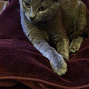 Sweety participe au concours pour gagner de l'argent avec cette photo : cat, gray_cat, pet, animal, feline, blanket, maroon_blanket, cozy, indoor, relaxed, paws, fur, resting, closeup, cute, domestic_cat, mammal, whiskers, ears, sleepy