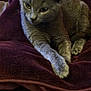 cat, gray_cat, pet, animal, feline, blanket, maroon_blanket, cozy, indoor, relaxed, paws, fur, resting, closeup, cute, domestic_cat, mammal, whiskers, ears, sleepy
