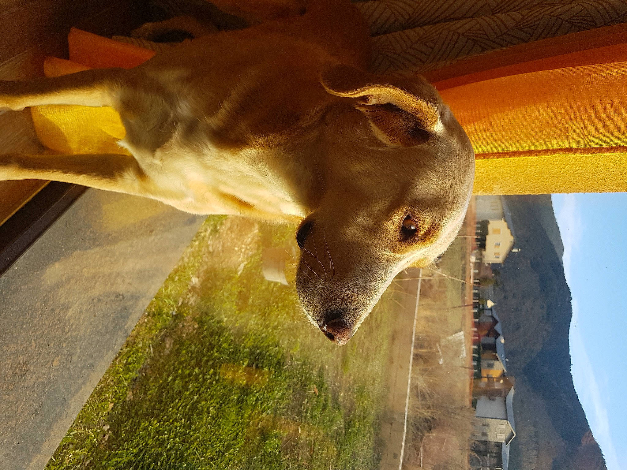 Kaly participe au concours pour gagner de l'argent avec cette photo : bovine, canidae, dairy, dog_breed, fawn, grass, landscape, liver, livestock, plant, sky, snout, sporting_group, terrestrial_animal, wildlife, wood, working_animal