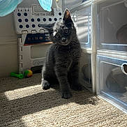 Reggie joined the competition — help win amazing prizes! kitten, cat, gray_cat, carpet, sunlight, indoor, plastic_drawers, folding_stool, toy, pet, curious, fluffy, small_animal, head_tilt, shadow, floor, domestic, cute, young_cat, feline