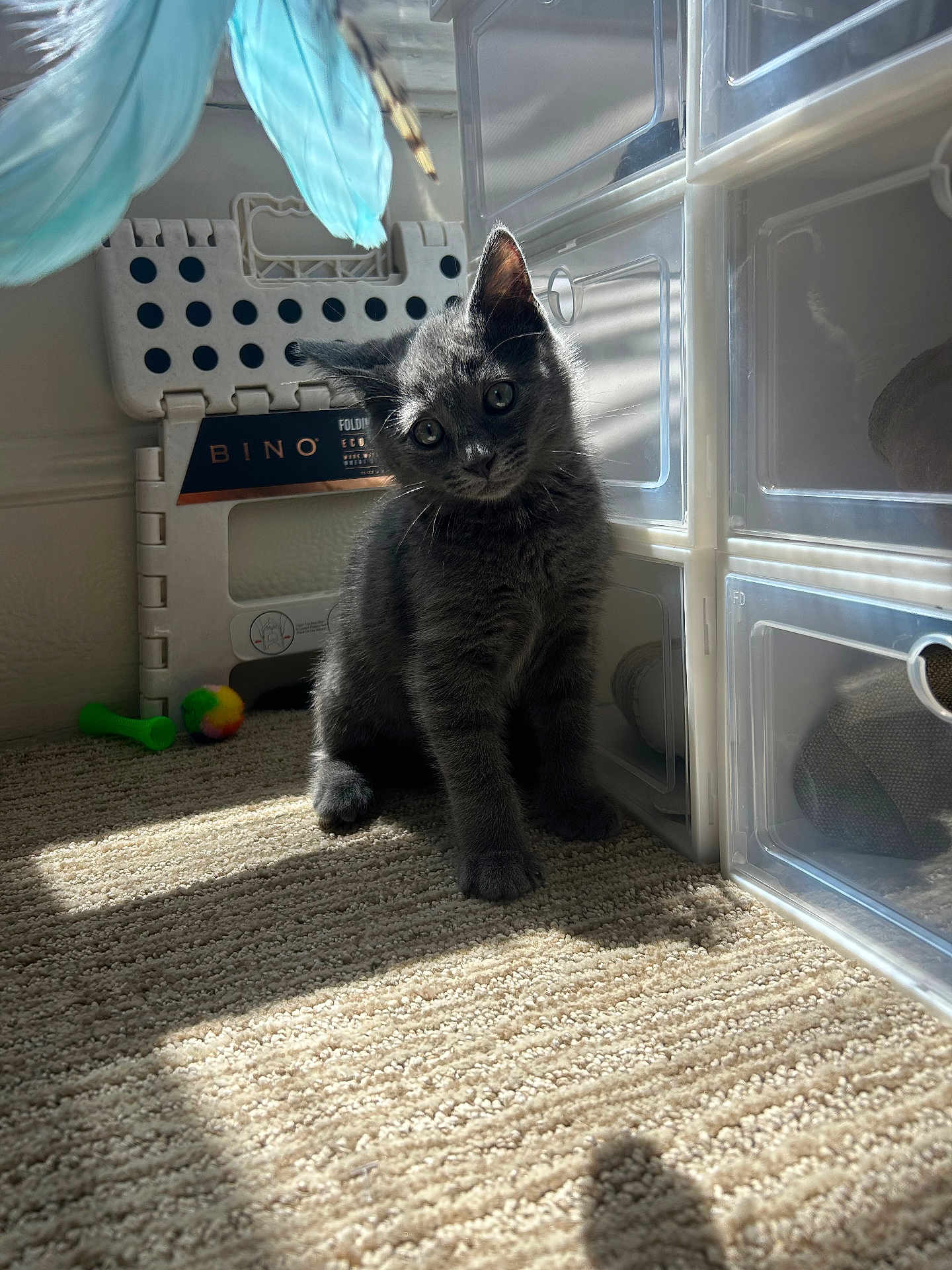 Reggie joined the competition — help win amazing prizes! kitten, cat, gray_cat, carpet, sunlight, indoor, plastic_drawers, folding_stool, toy, pet, curious, fluffy, small_animal, head_tilt, shadow, floor, domestic, cute, young_cat, feline