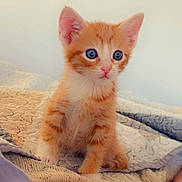 Boonty a rejoint le concours — aidez-le/la à gagner de superbes lots ! kitten, cat, orange_tabby, blue_eyes, pet, animal, cute, young, feline, indoor, blanket, cozy, fur, whiskers, ears, small, sitting, curious, soft, domestic