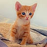kitten, cat, orange_tabby, blue_eyes, pet, animal, cute, young, feline, indoor, blanket, cozy, fur, whiskers, ears, small, sitting, curious, soft, domestic