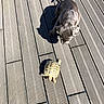 Barnabé participe au concours pour gagner de l'argent avec cette photo : puppy, dog, tortoise, reptile, wooden_deck, outdoor, sunlight, shadow, animal, pet, curious, slow, nature, daylight, interaction, closeup, backyard, wood_planks, companion, small