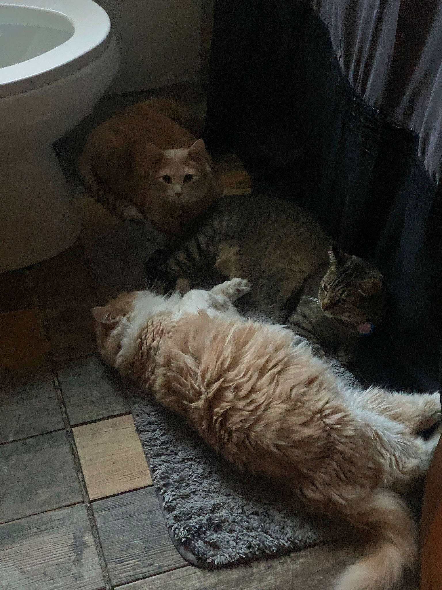 Atlas joined the competition — help win amazing prizes! bathroom, carnivore, cat, claw, comfort, curtain, domestic_short_haired_cat, felidae, flooring, fur, grey, hardwood, paper_towel, plumbing_fixture, small_to_medium_sized_cats, tail, toilet, toilet_seat, whiskers, wood