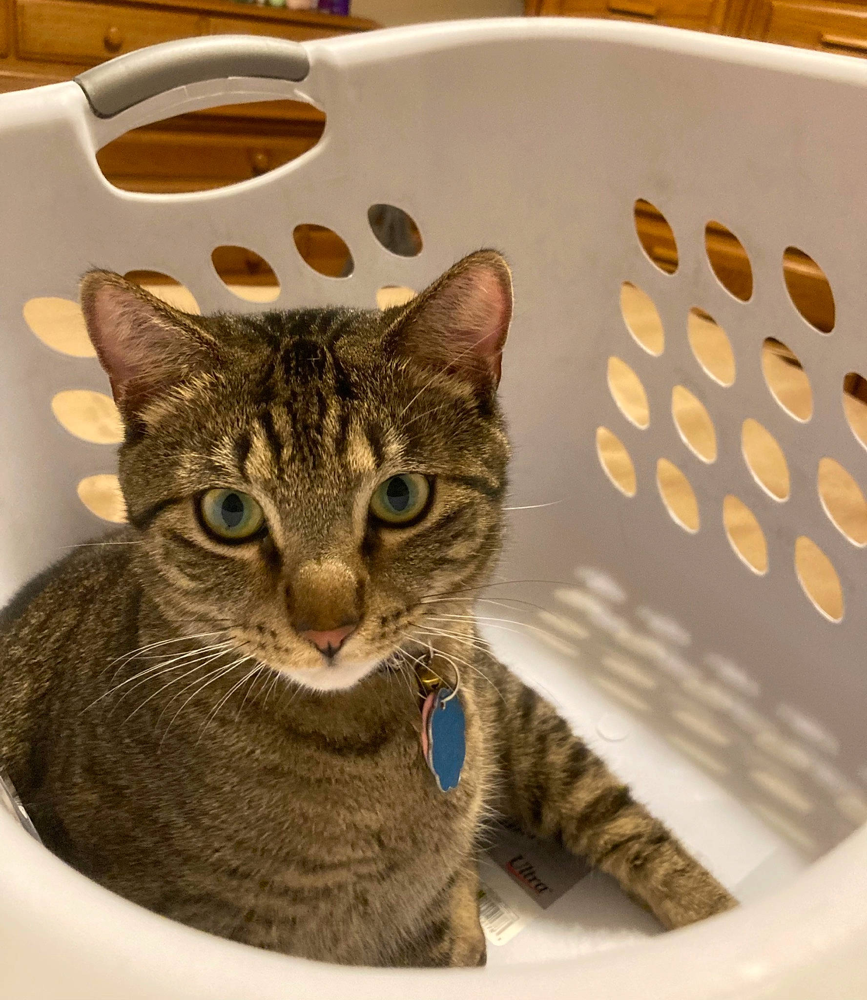 Atlas is registered to the contest to win money with this photo: carnivore, cat, circle, domestic_short_haired_cat, eye, felidae, fur, metal, pattern, rectangle, serveware, small_to_medium_sized_cats, snout, terrestrial_animal, whiskers, window