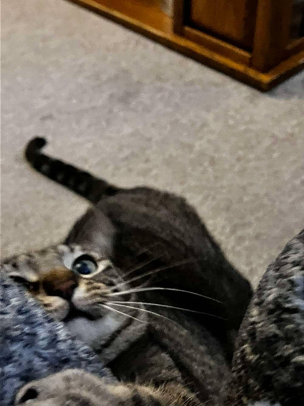 Atlas joined the competition — help win amazing prizes! carnivore, cat, comfort, domestic_short_haired_cat, felidae, flooring, foot, fur, grey, hardwood, monochrome, monochrome_photography, paw, small_to_medium_sized_cats, snout, tail, terrestrial_animal, whiskers, wildlife, wood