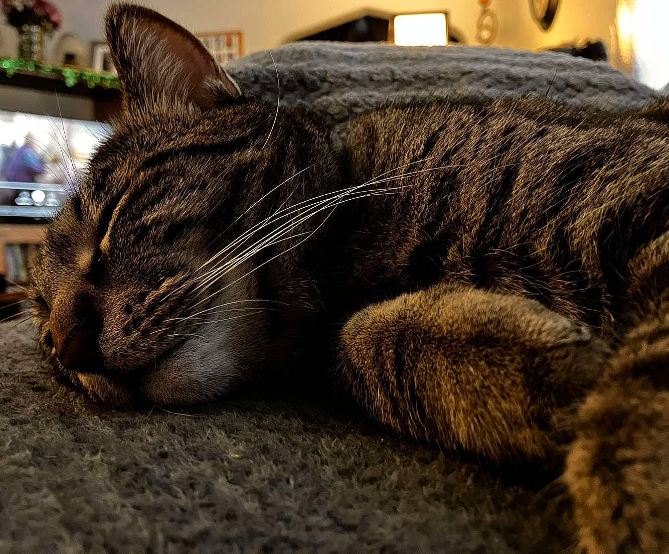 Atlas joined the competition — help win amazing prizes! carnivore, cat, claw, comfort, domestic_short_haired_cat, felidae, fur, grey, nap, paw, sitting, sleep, small_to_medium_sized_cats, snout, tail, terrestrial_animal, whiskers