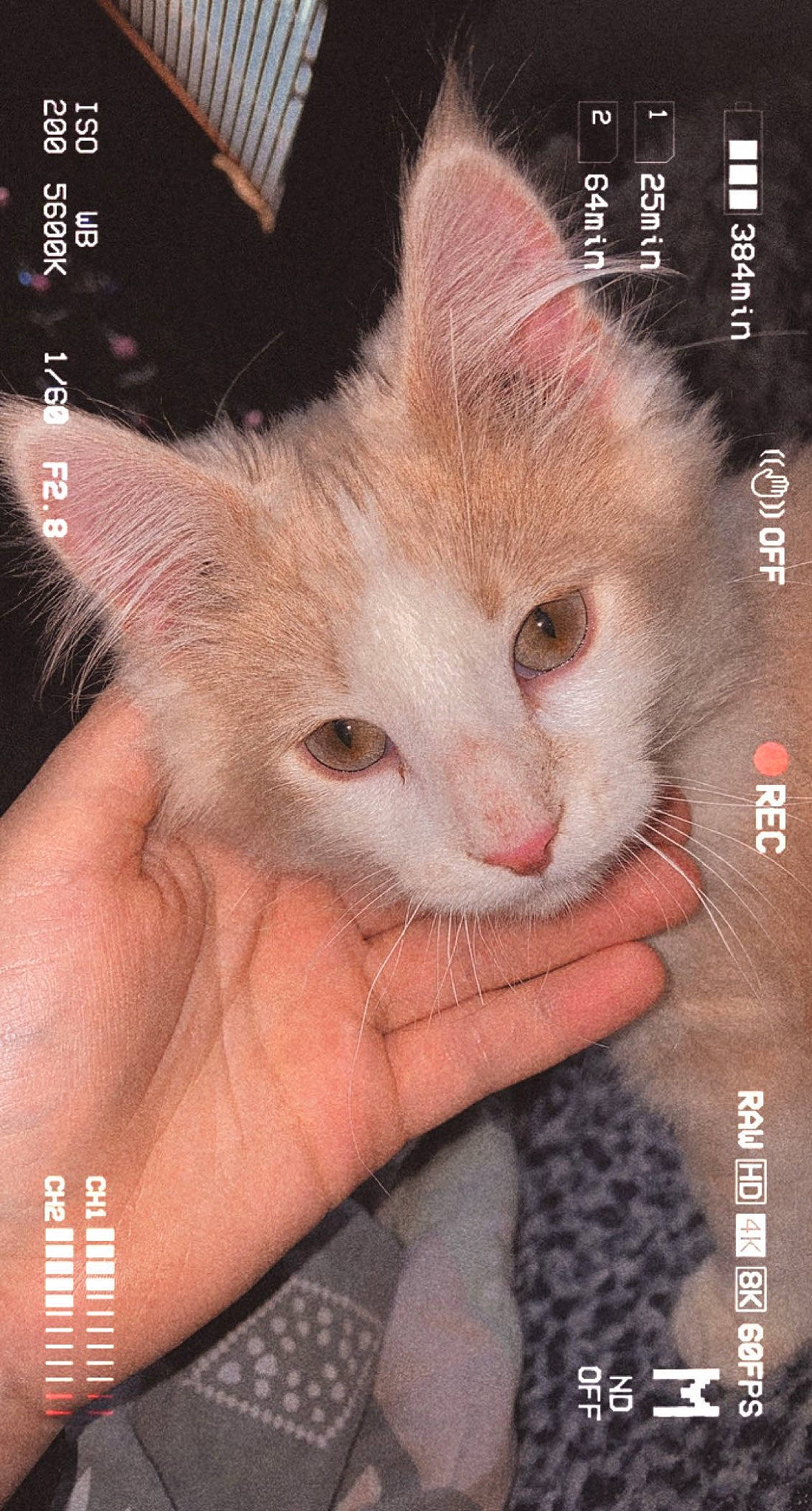 Aries joined the competition — help win amazing prizes! art, carnivore, cat, domestic_short_haired_cat, ear, eyelash, felidae, finger, font, fur, gesture, hand, internet_meme, nail, paw, photo_caption, small_to_medium_sized_cats, thumb, whiskers