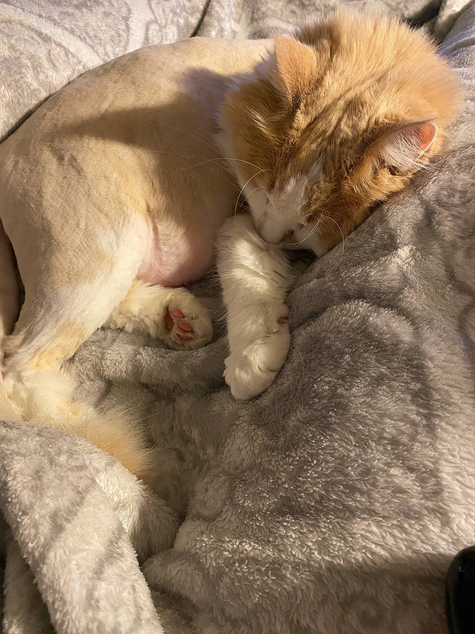 Aries joined the competition — help win amazing prizes! carnivore, cat, claw, comfort, domestic_short_haired_cat, fawn, felidae, fur, gesture, linens, nap, paw, sleep, small_to_medium_sized_cats, snout, tail, terrestrial_animal, whiskers