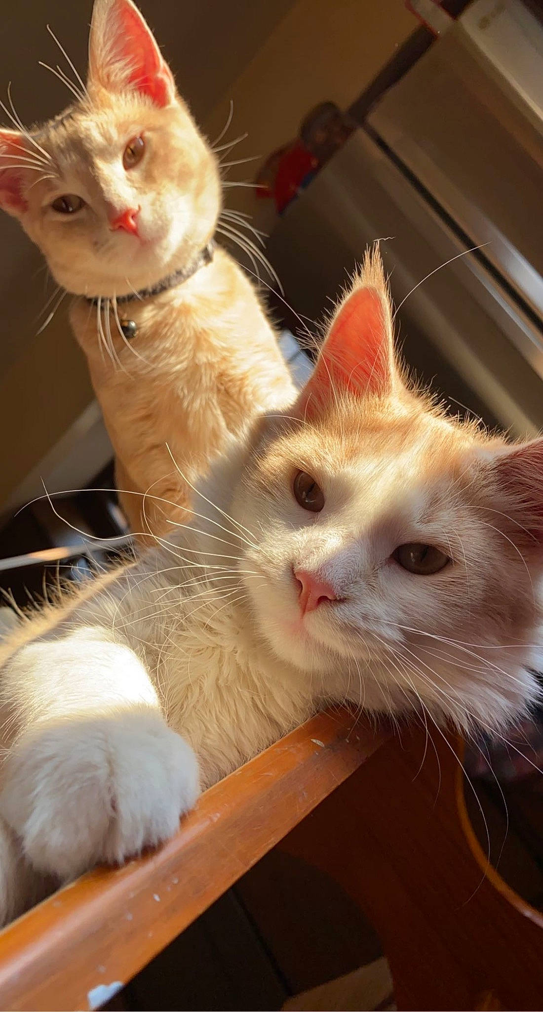 Loki joined the competition — help win amazing prizes! carnivore, cat, claw, domestic_short_haired_cat, ear, fawn, felidae, fur, iris, paw, small_to_medium_sized_cats, snout, tail, whiskers, window, wood