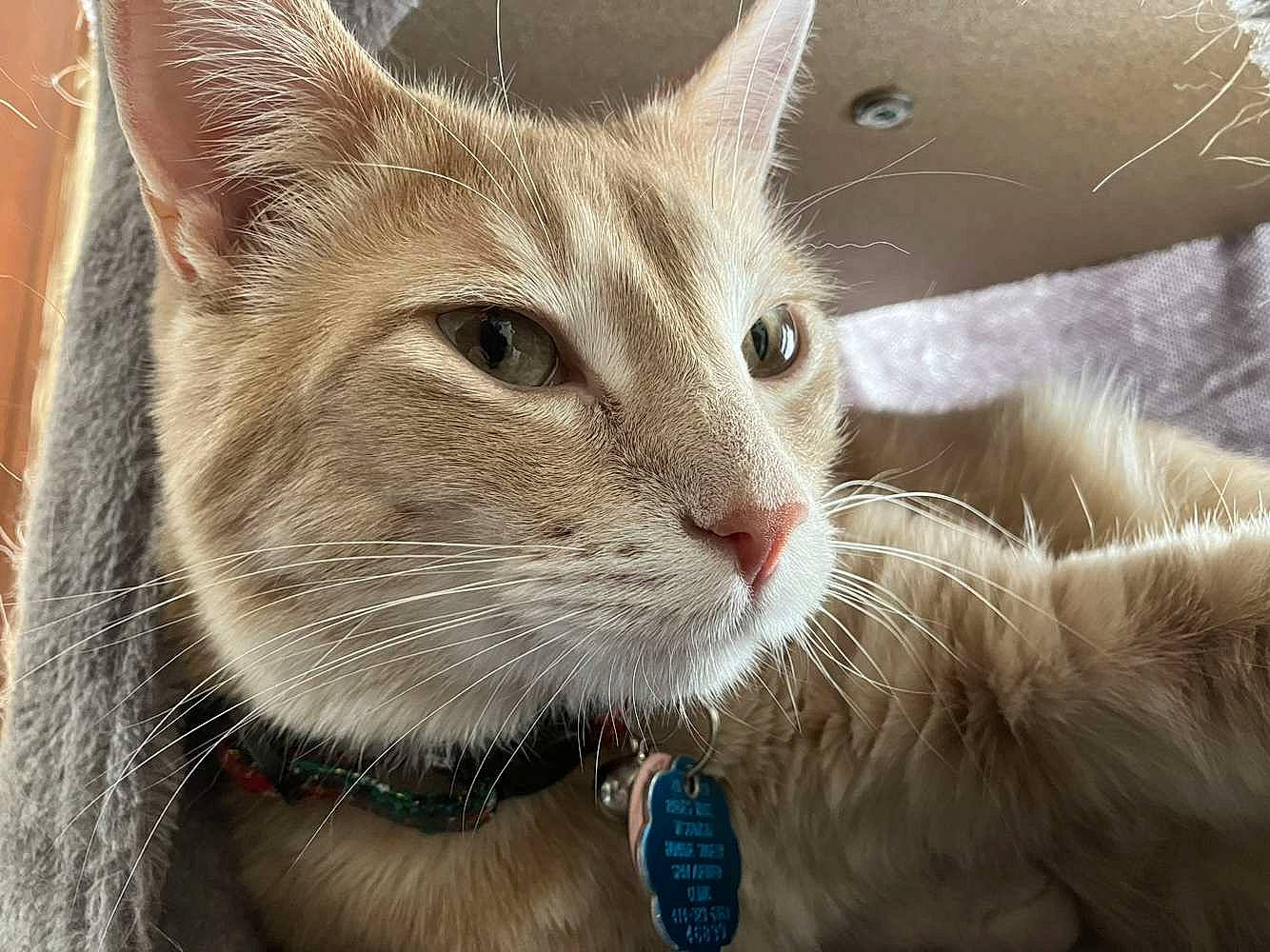 Loki joined the competition — help win amazing prizes! carnivore, cat, claw, collar, domestic_short_haired_cat, ear, fawn, felidae, fur, gesture, paw, pet_supply, small_to_medium_sized_cats, snout, whiskers