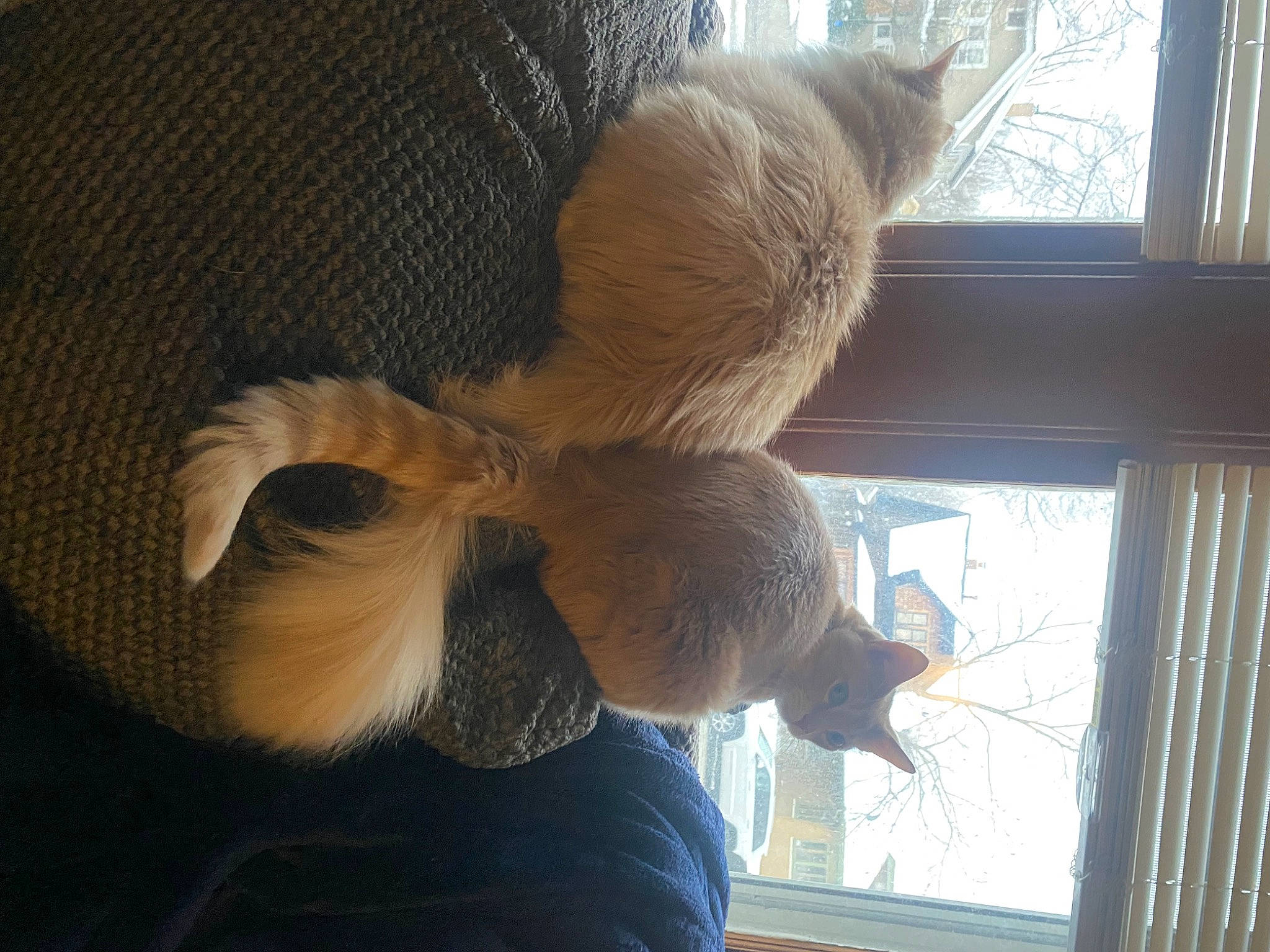 Loki joined the competition — help win amazing prizes! comfort, fawn, fur, human_leg, natural_material, room, stuffed_toy, tail, tints_and_shades, toy, tree, window, window_treatment, wood, wool