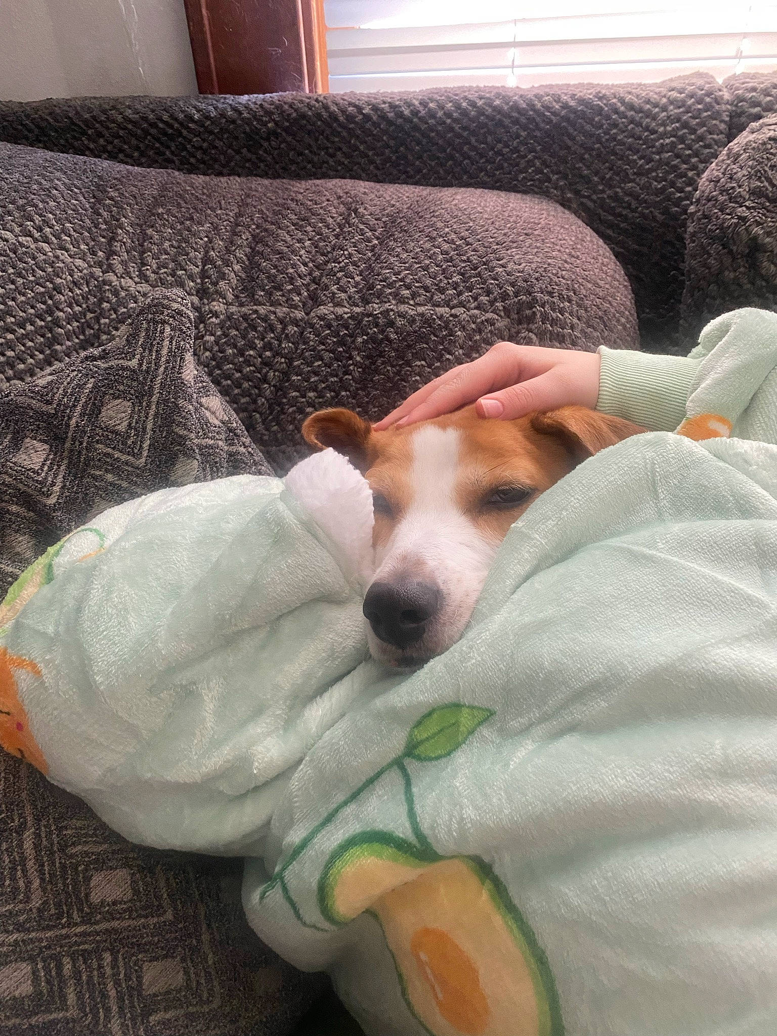 Meisha is registered to the contest to win money with this photo: canidae, carnivore, chair, comfort, companion_dog, couch, dog, dog_bed, dog_breed, dog_supply, flooring, furniture, hardwood, linens, living_room, pet_supply, pillow, sporting_group, working_animal