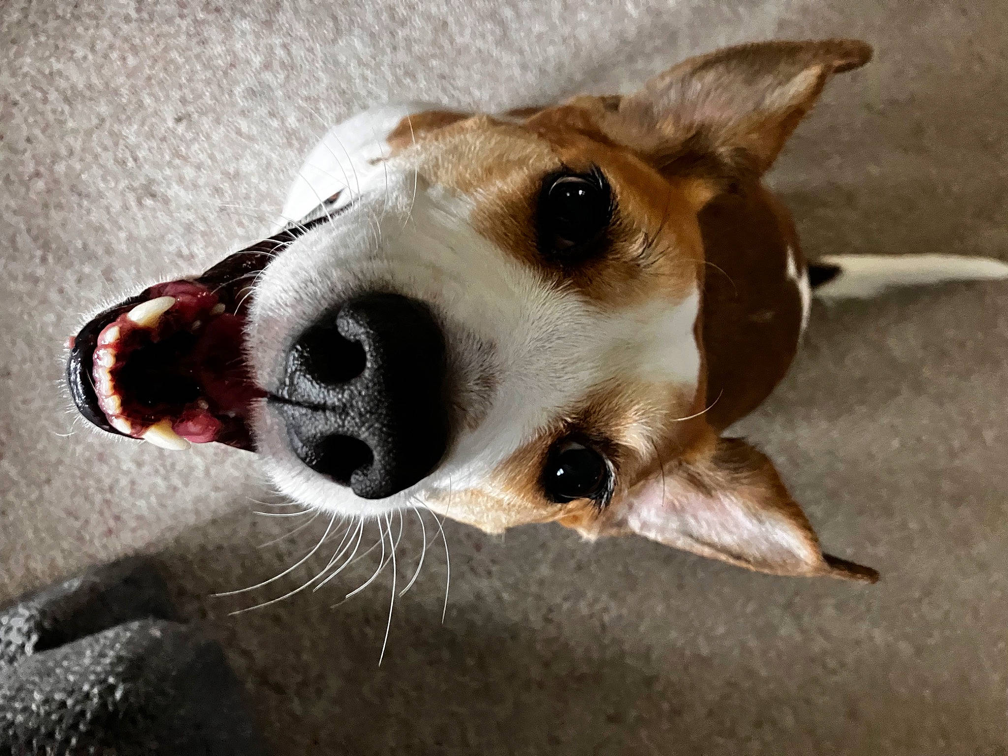 Meisha is registered to the contest to win money with this photo: canidae, carnivore, close_up, collar, companion_dog, dog, dog_breed, dog_collar, ear, eye, fawn, fur, jaw, non_sporting_group, snout, sporting_group, terrestrial_animal, whiskers, working_animal