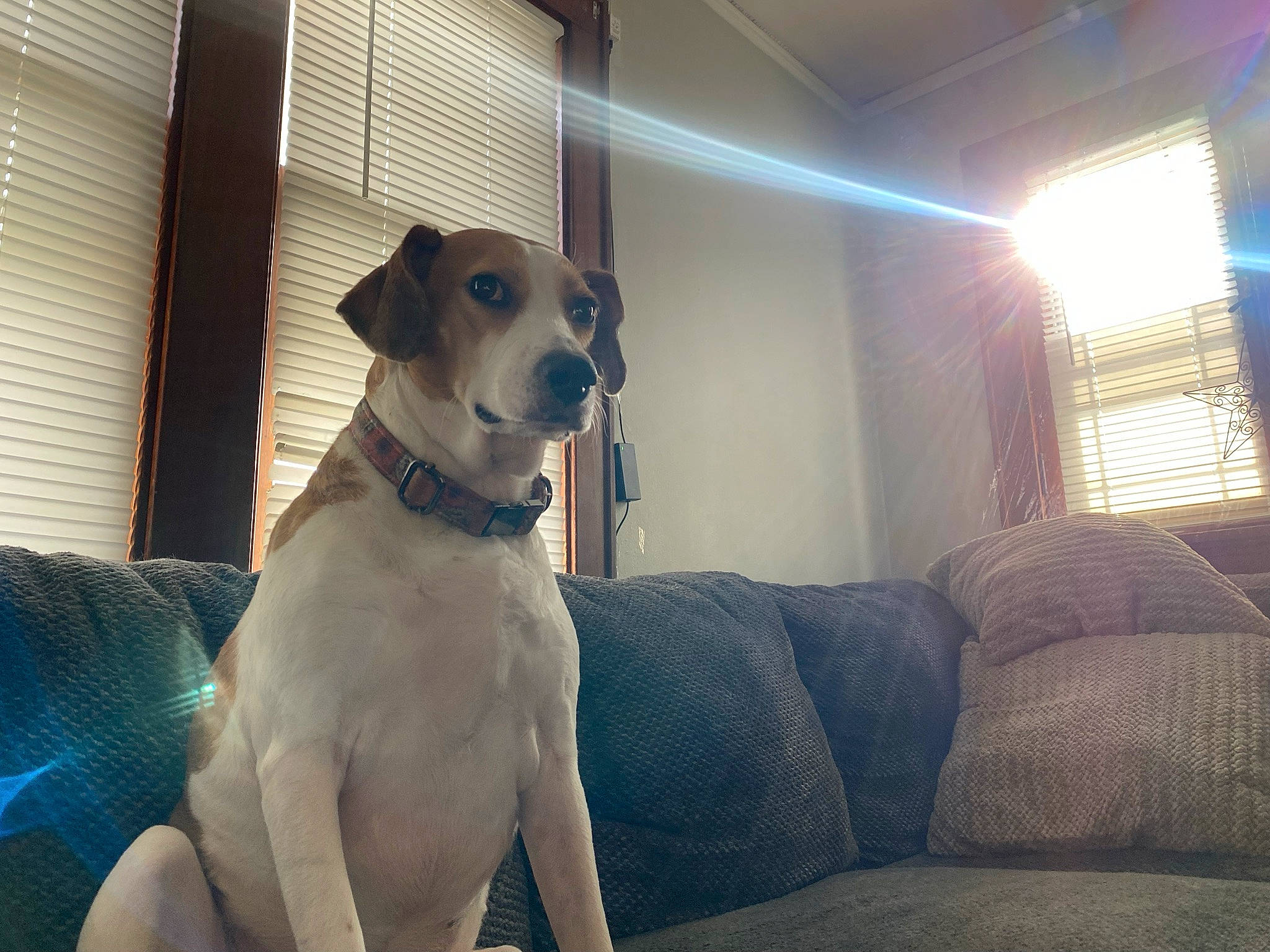 Meisha joined the competition — help win amazing prizes! canidae, carnivore, collar, comfort, companion_dog, couch, dog, dog_breed, dog_collar, dog_supply, fawn, guard_dog, pet_supply, snout, sporting_group, terrier, whiskers, window, window_blind, working_animal