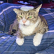 Tiger joined the competition — help win amazing prizes! animal, blanket, cat, close_up, clutter, couch, ears, feline, fur, home, indoor, nose, pet, pile_of_clothes, resting, sock, striped_blanket, tabby, whiskers, white_paws