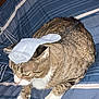 Tiger is registered to the contest to win money with this photo: animal, bedroom, blue_blanket, blue_sock, cat, cozy, cute, domestic_cat, ears, feline, fur, indoor, paw, pet, resting, sock, striped_blanket, tabby_cat, whiskers, white_paws