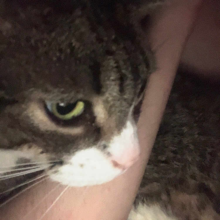 Tiger is registered to the contest to win money with this photo: animal, arm, cat, close_up, comfort, cuddle, domestic_animal, eye, face, feline, fur, human, indoor, low_light, nose, pet, resting, tabby, whiskers, white_markings