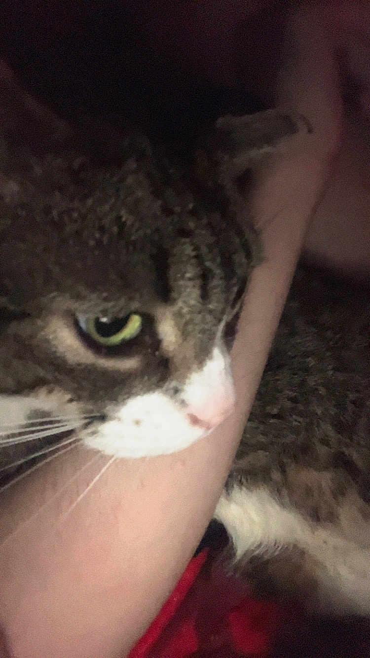 Tiger is registered to the contest to win money with this photo: cat, tabby, white_markings, close_up, pet, animal, resting, arm, human, indoor, low_light, feline, whiskers, fur, face, eye, nose, comfort, cuddle, domestic_animal