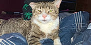 Tiger is registered to the contest to win money with this photo: animal, blanket, cat, cozy, dorm_room, dresser, feline, furniture, household, indoor, lying_down, mammal, pet, poster, relaxed, room, striped, tabby, unimpressed, wood_paneling