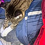 Tiger is registered to the contest to win money with this photo: animal, blankets, blue_blanket, cat, clothes, cozy, feline, game_controller, gray_blanket, indoor, paw, pet, red_blanket, relaxation, resting, sleeping, soft_texture, striped_blanket, tabby, white_paws
