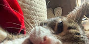 Tiger joined the competition — help win amazing prizes! cat, close_up, indoor, couch, pillow, red_fabric, relaxed, feline, whiskers, nose, fur, tabby, domestic_animal, pet, resting, cozy, soft_texture, living_room, blurred, casual