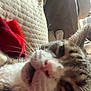 cat, close_up, indoor, couch, pillow, red_fabric, relaxed, feline, whiskers, nose, fur, tabby, domestic_animal, pet, resting, cozy, soft_texture, living_room, blurred, casual