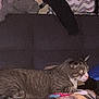 Tiger is registered to the contest to win money with this photo: cat, tabby, animal, pet, indoor, blanket, pattern, furniture, bag, clutter, resting, curious, looking, dim_light, cozy, domestic, fur, whiskers, ears, side_view