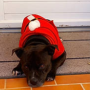 Sysko participe au concours pour gagner de l'argent avec cette photo : animal, black_dog, brown_eyes, canine, cozy, cute, dog, door, festive_clothing, holiday, indoor, looking_up, lying_down, mat, pet, pom_pom, red_sweater, relaxed, tile_floor, waiting