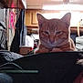 Cheese is registered to the contest to win money with this photo: cat, orange_tabby, indoor, pet, feline, animal, domestic, fur, whiskers, ears, face, closeup, resting, cozy, home, clutter, wooden_cabinet, fabric, dim_light, household_items