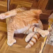 Cheese is registered to the contest to win money with this photo: cat, orange_tabby, parquet_floor, wood_floor, indoor, pet, animal, feline, grooming, candid, blurry, flooring, chair_leg, tabby, striped_tail, paw, domestic_cat, resting, home, cute