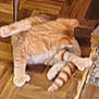 cat, orange_tabby, parquet_floor, wood_floor, indoor, pet, animal, feline, grooming, candid, blurry, flooring, chair_leg, tabby, striped_tail, paw, domestic_cat, resting, home, cute