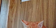 Cheese joined the competition — help win amazing prizes! kitten, cat, orange_cat, pet, animal, feline, indoor, wooden_wall, torn_paint, person, hand, black_shirt, butterfly_print, resting, cute, small, fur, young_animal, cozy, closeup