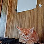 kitten, cat, orange_cat, pet, animal, feline, indoor, wooden_wall, torn_paint, person, hand, black_shirt, butterfly_print, resting, cute, small, fur, young_animal, cozy, closeup