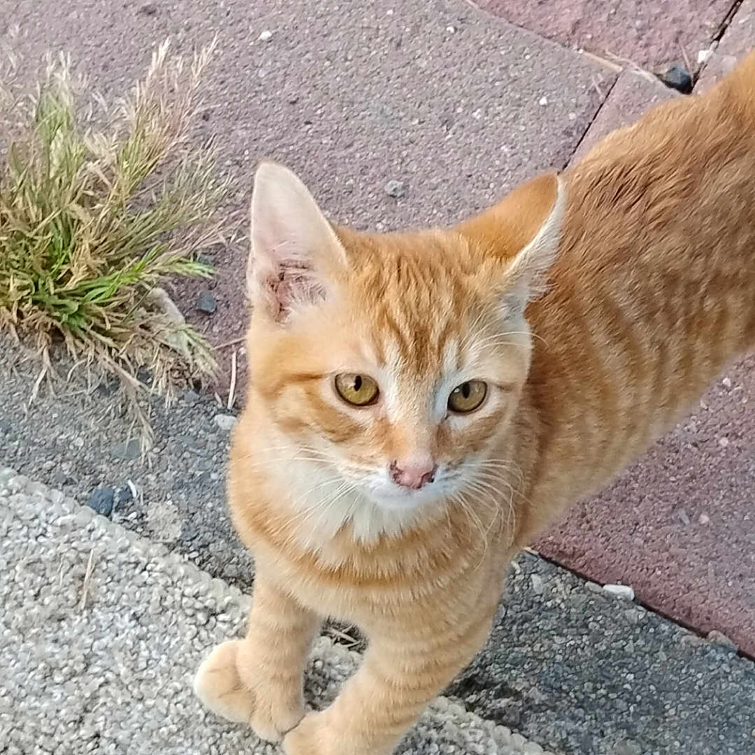 Cheese joined the competition — help win amazing prizes! alert, animal, cat, closeup, concrete, curious, daytime, fur, grass, mammal, natural_light, orange_tabby, outdoor, paving_stones, pet, sidewalk, street, walking, whiskers, young_cat