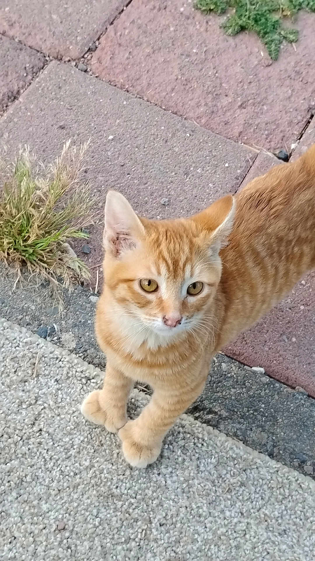 Cheese joined the competition — help win amazing prizes! cat, orange_tabby, animal, pet, outdoor, curious, alert, fur, whiskers, paving_stones, grass, concrete, sidewalk, closeup, mammal, young_cat, walking, street, natural_light, daytime