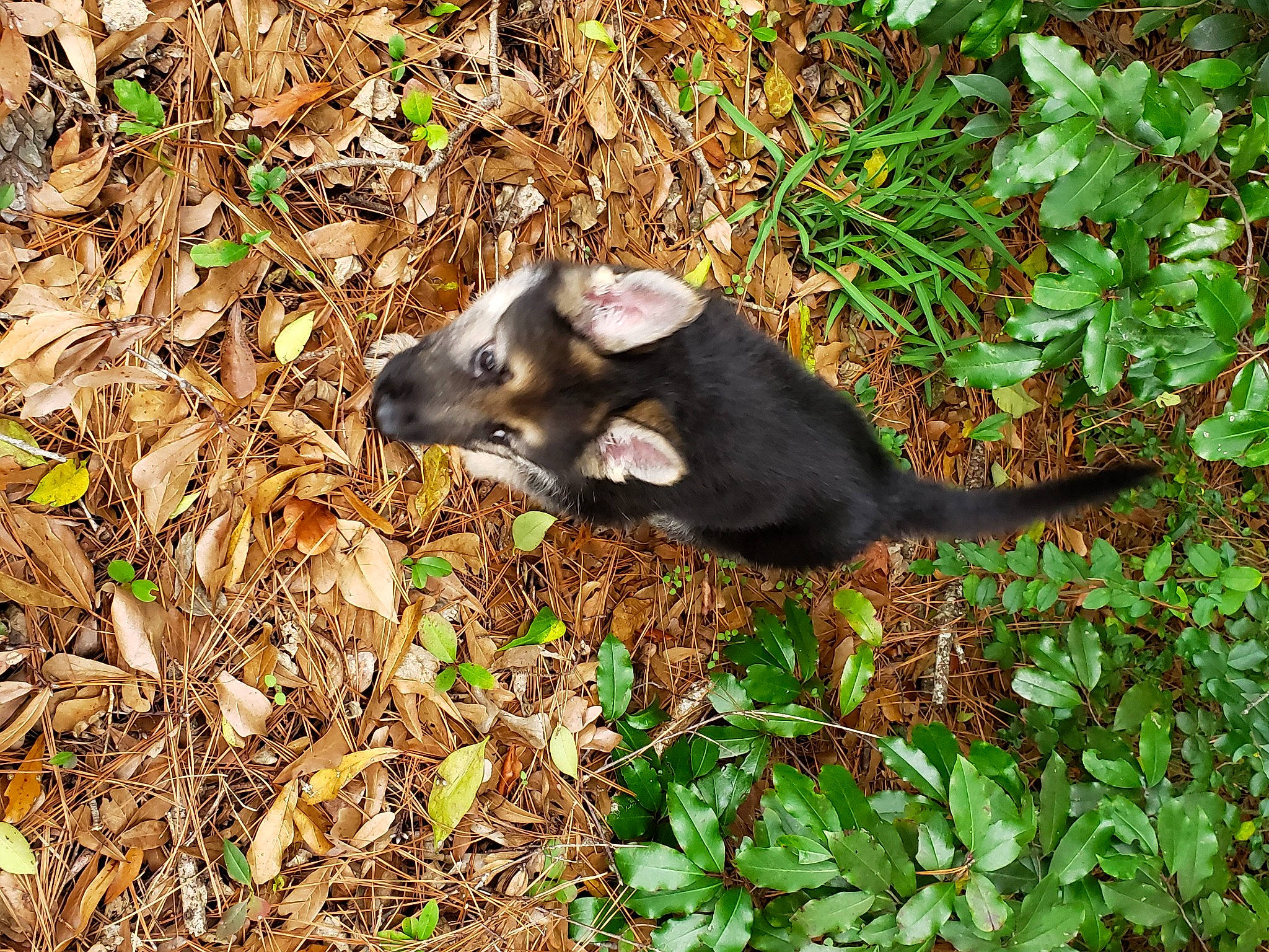 Gemma is registered to the contest to win money with this photo: carnivore, dog_breed, fawn, fur, grass, groundcover, marsupial, mouse, muridae, muroidea, mustelidae, plant, rat, rodent, snout, tail, tasmanian_devil, terrestrial_animal, terrestrial_plant, whiskers