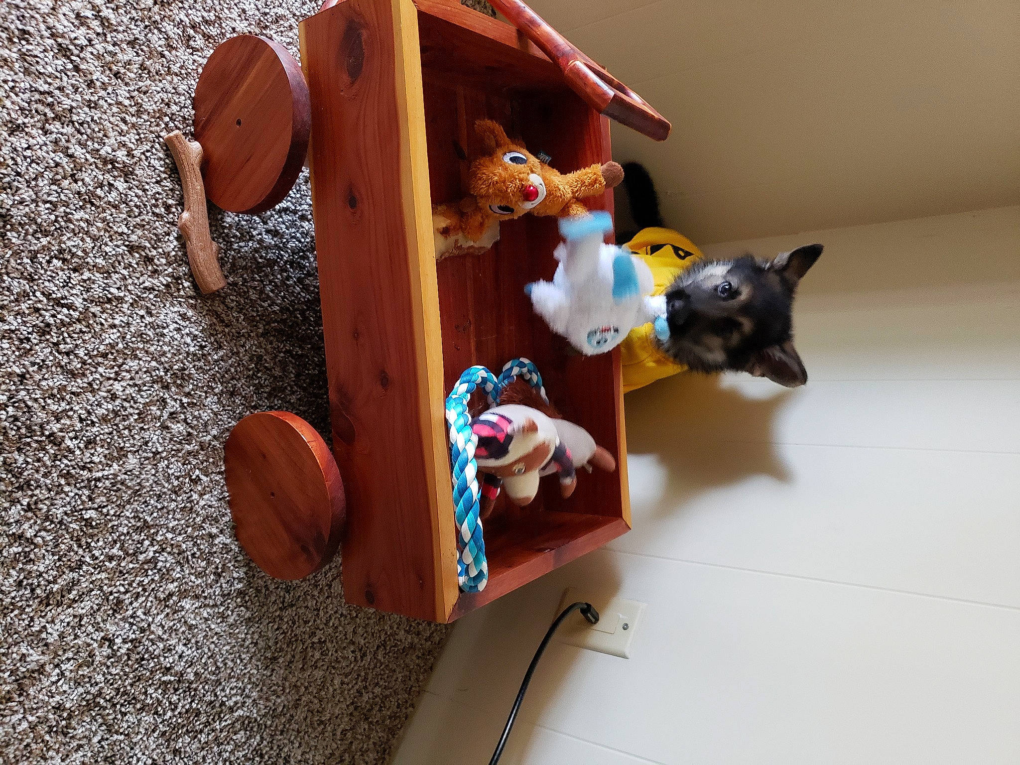 Gemma joined the competition — help win amazing prizes! art, box, canidae, carnivore, carton, cat, chair, fawn, felidae, fun, hardwood, paper_product, plastic, play, plywood, room, small_to_medium_sized_cats, toy, wood, wood_stain