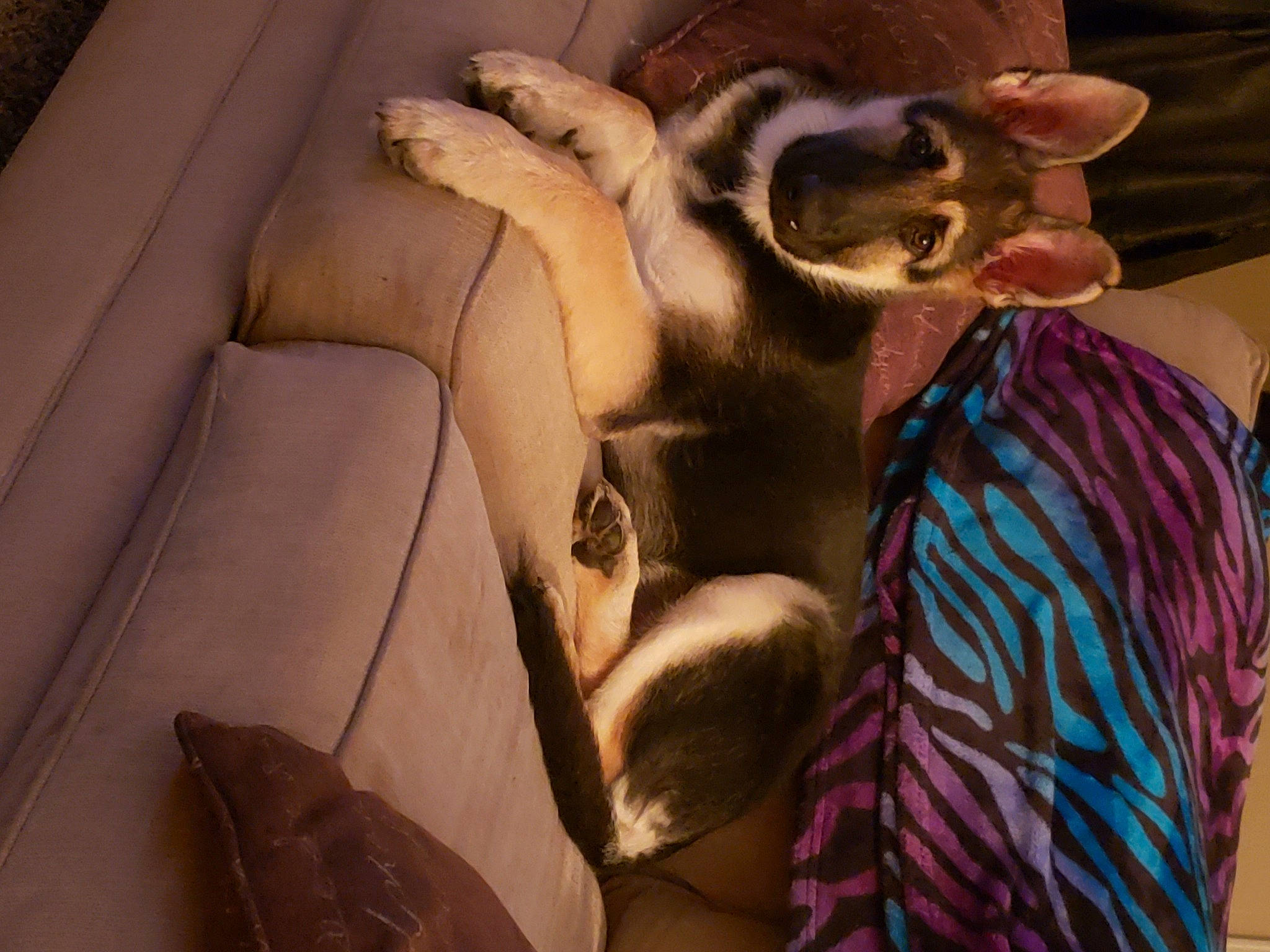 Gemma joined the competition — help win amazing prizes! car_seat, car_seat_cover, comfort, companion_dog, dog_breed, eyewear, fawn, felidae, flesh, fur, gesture, human_leg, nail, paw, selfie, small_to_medium_sized_cats, tail, vehicle_door, whiskers, window