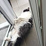 Simba a rejoint le concours — aidez-le/la à gagner de superbes lots ! animal, canine, cat, chair, dog, door, foldingdoor, furniture, hardwood, husky, indoors, kitten, manx, person, pet, sleeping, slidingdoor, window, windowsill, wood